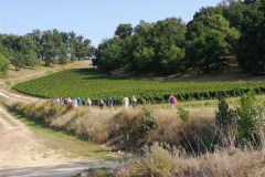 ST-EMILION-27